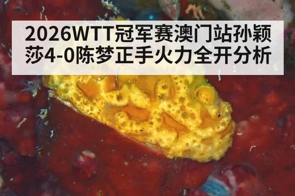 2026WTT冠军赛澳门站孙颖莎4-0陈梦正手火力全开分析 | bsport